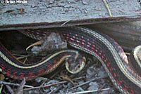 California Red-sided Gartersnake