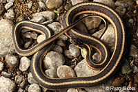 Valley Gartersnake