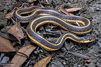 California Red-sided Gartersnake