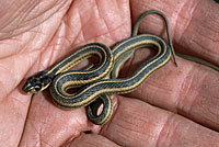 Valley Gartersnake