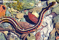 Valley Gartersnake