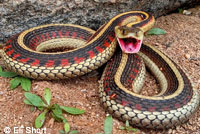 California Red-sided Gartersnake