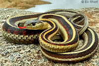 California Red-sided Gartersnake