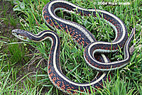 California Red-sided Gartersnake