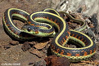 California Red-sided Gartersnake