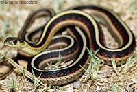 California Red-sided Gartersnake