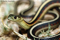 California Red-sided Gartersnake