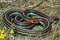 San Francisco Gartersnake