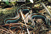 San Francisco Gartersnake