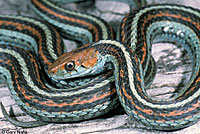 San Francisco Gartersnake