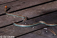 San Francisco Gartersnake