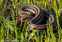 San Francisco Gartersnake