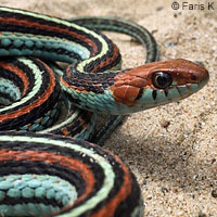 San Francisco Gartersnake