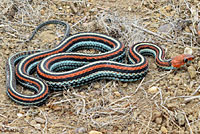 San Francisco Gartersnake