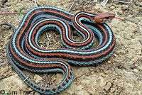 San Francisco Gartersnake