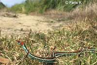 San Francisco Gartersnake