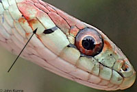 San Francisco Gartersnake