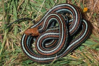 San Francisco Gartersnake