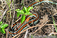 San Francisco Gartersnake