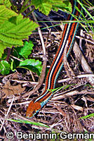 San Francisco Gartersnake