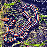 San Francisco Gartersnake