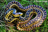 San Diego Gopher Snake