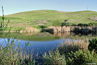 Pacific Pond Turtle Habitat