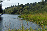 Red-eared Slider Habitat