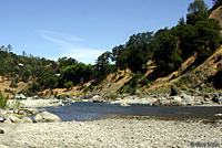 Pacific Pond Turtle Habitat