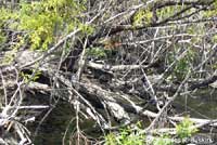 Pacific Pond Turtle Habitat