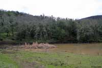 Pacific Pond Turtle Habitat