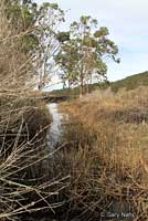 Pacific Pond Turtle Habitat