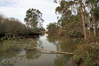 Pacific Pond Turtle Habitat