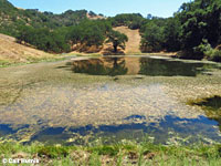 Red-eared Slider Habitat