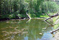 Pacific Pond Turtle Habitat