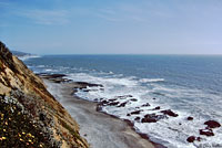 Green Sea Turtle CA Habitat