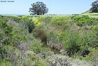 Pacific Pond Turtle Habitat