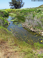 Pacific Pond Turtle Habitat