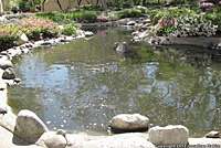 Texas Spiny Softshell Habitat