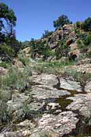 Desert Mud Turtle habitat