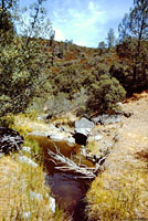 Pacific Pond Turtle Habitat