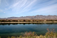 Arizona Toad Habitat