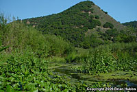 Pacific Pond Turtle Habitat