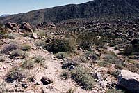 Desert Tortoise Habitat