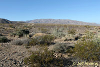 Desert Tortoise Habitat