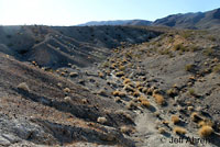 Desert Tortoise Habitat