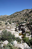 Desert Mud Turtle habitat