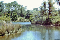 Pacific Pond Turtle Habitat