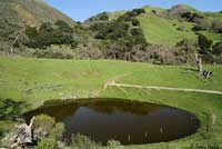 Pacific Pond Turtle Habitat