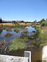 Pacific Pond Turtle Habitat